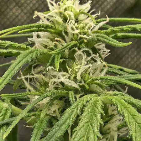 First Time Grower - Northern Lights Auto