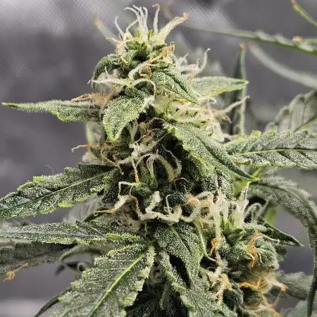 First Time Grower - Northern Lights Auto