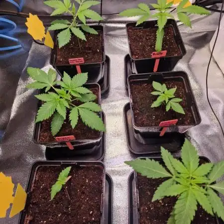 The Experiment