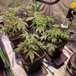 The Experiment