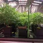 The Experiment