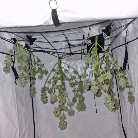 The Experiment