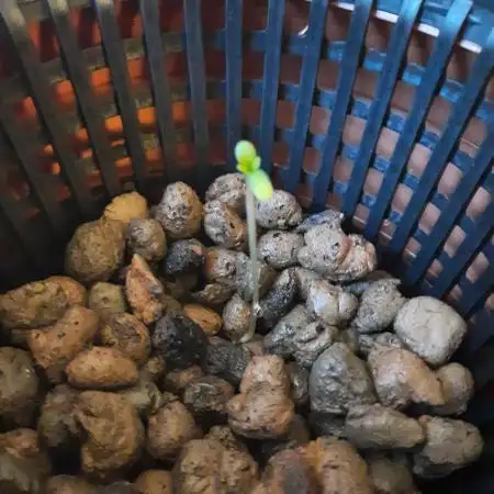 Royal Dwarf Auto