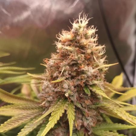 Motavation / Mimosa X Orange Punch