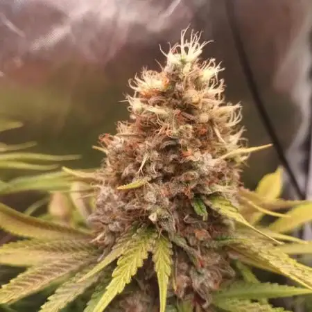 Motavation / Mimosa X Orange Punch