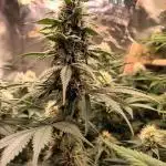 Motavation / Mimosa X Orange Punch