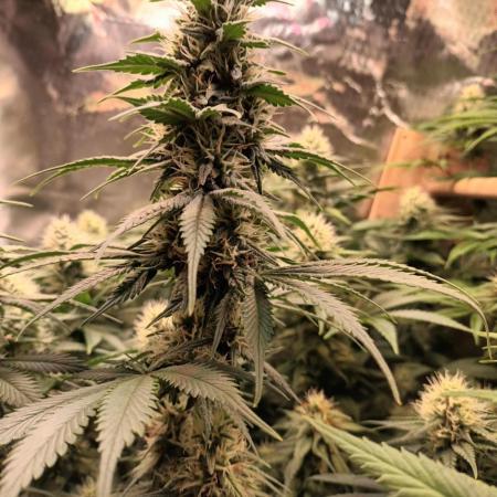 Motavation / Mimosa X Orange Punch