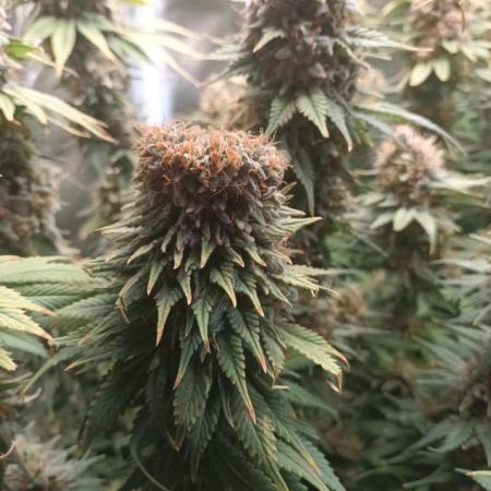 Motavation / Mimosa X Orange Punch