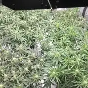 Mephisto fruits