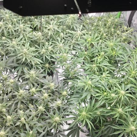 Mephisto fruits