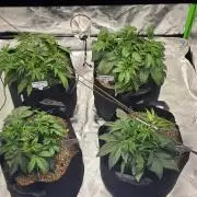Mephisto fruits