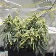 Mephisto Guava Fig