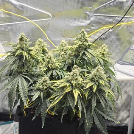 Mephisto Guava Fig