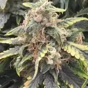 Mephisto Guava Fig