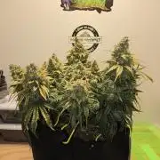 Mephisto Guava Fig