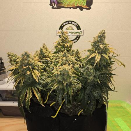Mephisto Guava Fig