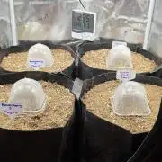 Mephisto fruits