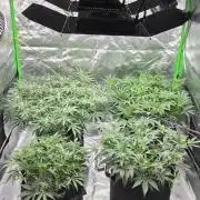 Mephisto fruits