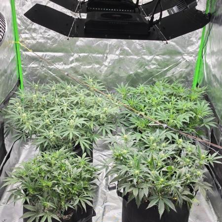 Mephisto fruits