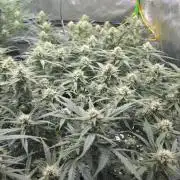 Mephisto fruits