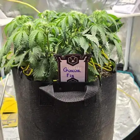 Mephisto Guava Fig
