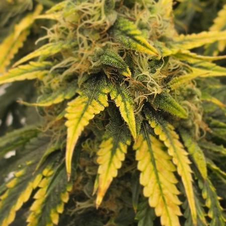 Mephisto fruits