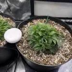 first grow, wedding cake/apple strudel
