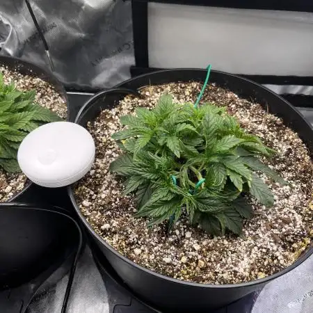 first grow, wedding cake/apple strudel