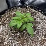 first grow, wedding cake/apple strudel