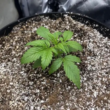 first grow, wedding cake/apple strudel