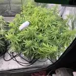 first grow, wedding cake/apple strudel