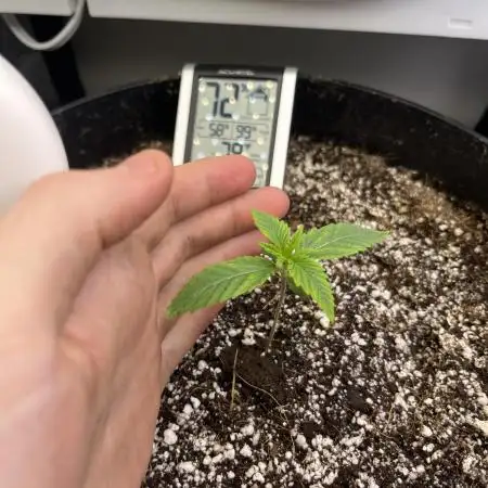 first grow, wedding cake/apple strudel