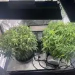 first grow, wedding cake/apple strudel