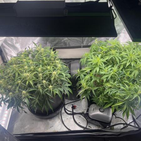 first grow, wedding cake/apple strudel