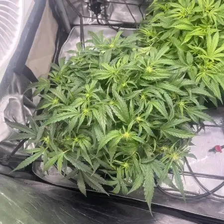first grow, wedding cake/apple strudel