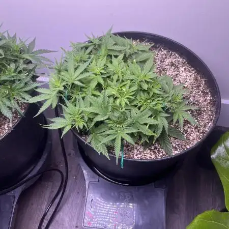 first grow, wedding cake/apple strudel
