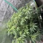 10th planet run by ethos