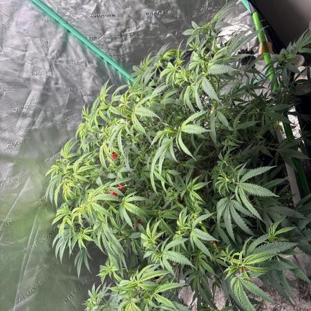 10th planet run by ethos