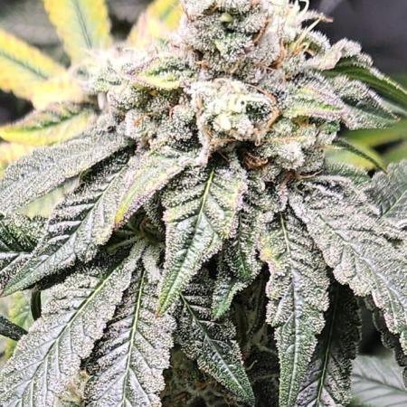 Our first Grow together :P
