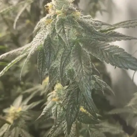 Our first Grow together :P