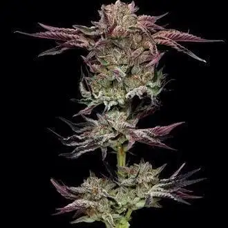Elu´s new Grow Setup 1st Run : )