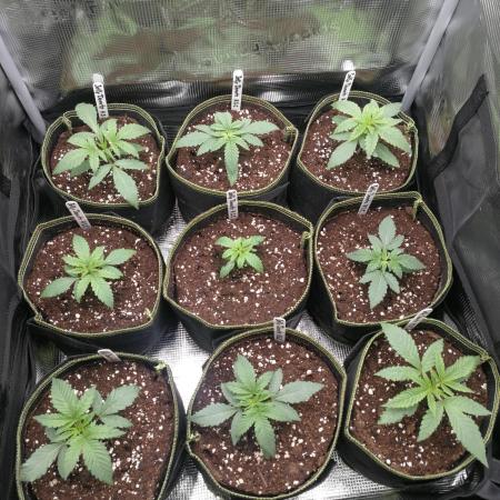 Elu´s new Grow Setup 1st Run : )