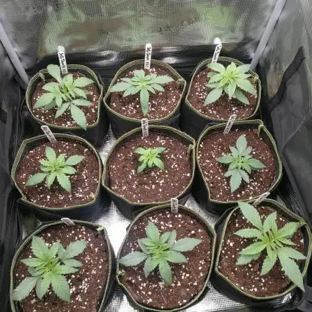 Elu´s new Grow Setup 1st Run : )