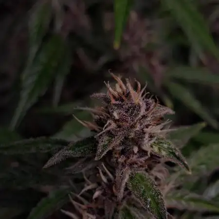 AUTO XL PACHAMAMA MIX