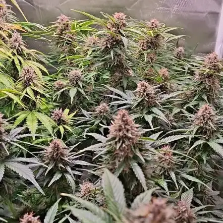 AUTO XL PACHAMAMA MIX