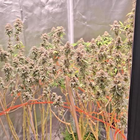 Apple Cookies and Wedding Gelato