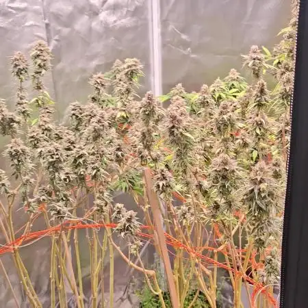 Apple Cookies and Wedding Gelato