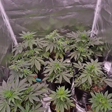 AUTO XL PACHAMAMA MIX