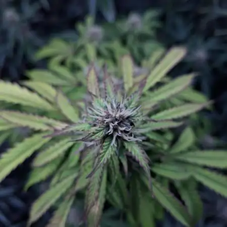 AUTO XL PACHAMAMA MIX
