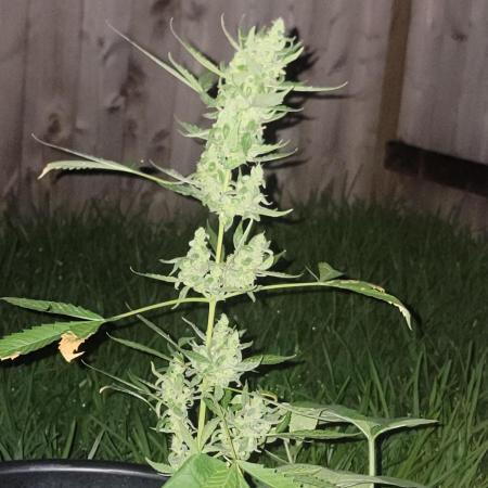 Pineapples quishee,quava runtz